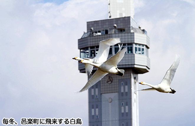 邑楽町に飛来する白鳥の写真
