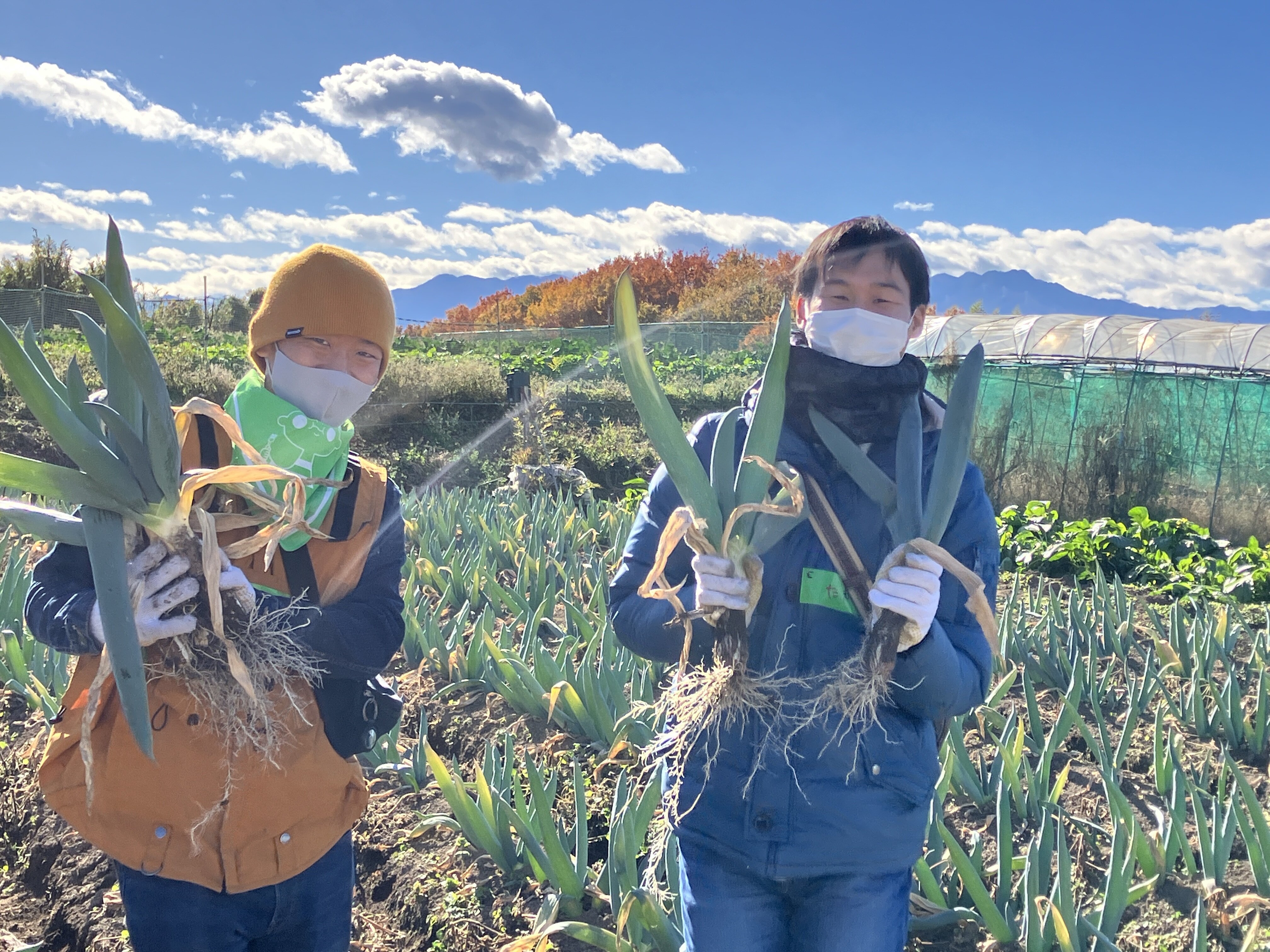 下仁田ねぎと大根の収穫体験　＊JA甘楽富岡