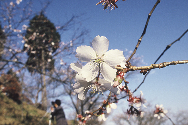 冬桜の写真