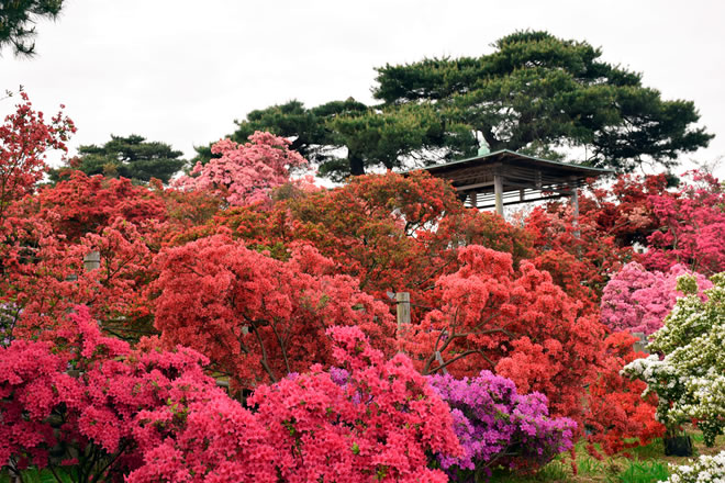 色とりどりのつつじが咲き競う「つつじが岡公園」の写真
