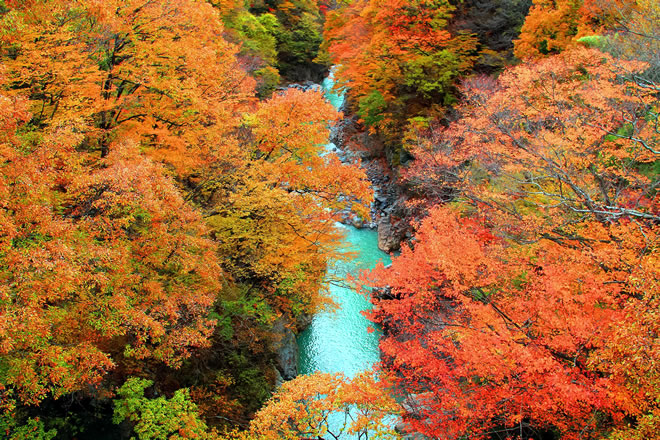 両岸に生い茂るカエデやクヌギなどが季節ごとに彩りをそえる「吾妻峡」の写真