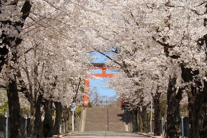 貫前神社へつづく桜並木の写真
