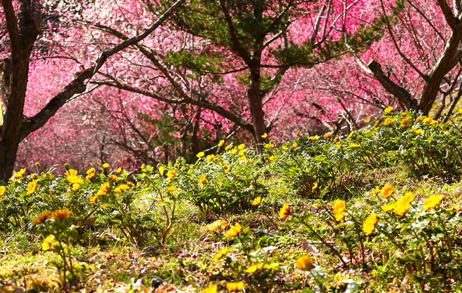 あぶだ福寿草の里の花々の写真