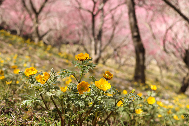 福寿草と紅梅の写真
