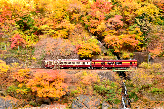 紅葉とトロッコ列車の写真