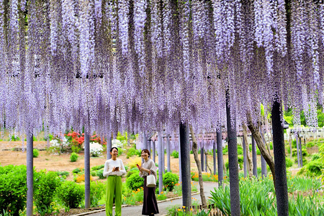 藤の花の写真