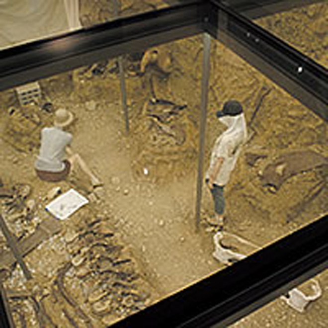 トリケラトプスの発掘現場を再現の写真