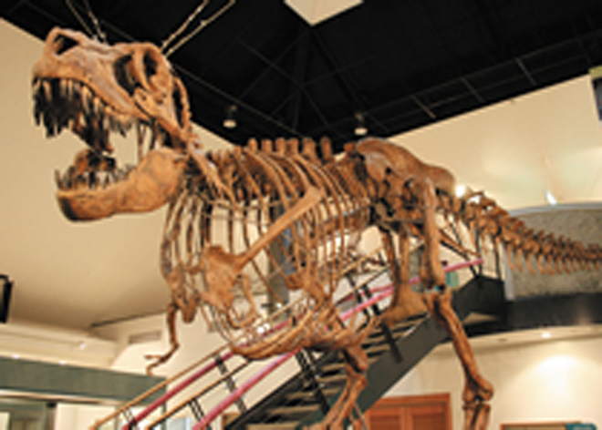 タルボサウルスの骨格の写真