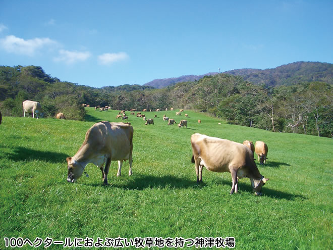 100ヘクタールにおよぶ広い牧草地を持つ神津牧場の写真