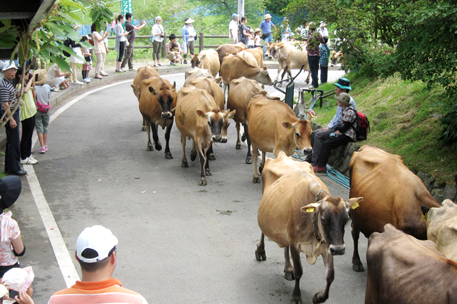 牛たちの大行列の写真