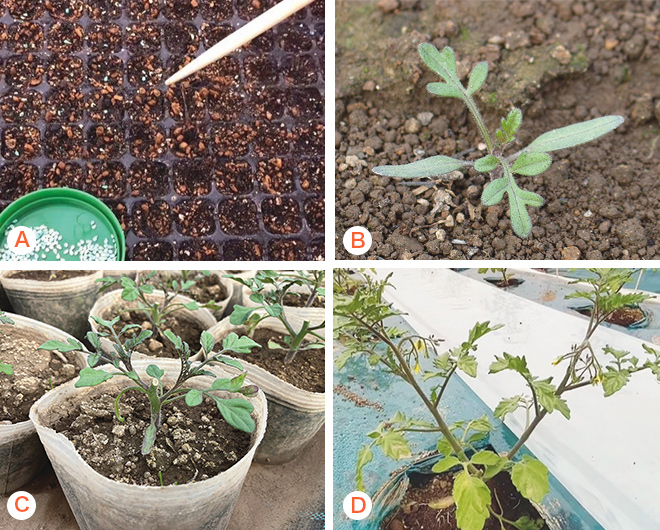 播種・育苗・定植の様子