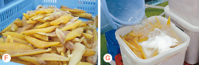 解凍・腹出しの様子