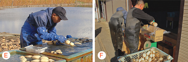 洗浄・箱詰めの様子