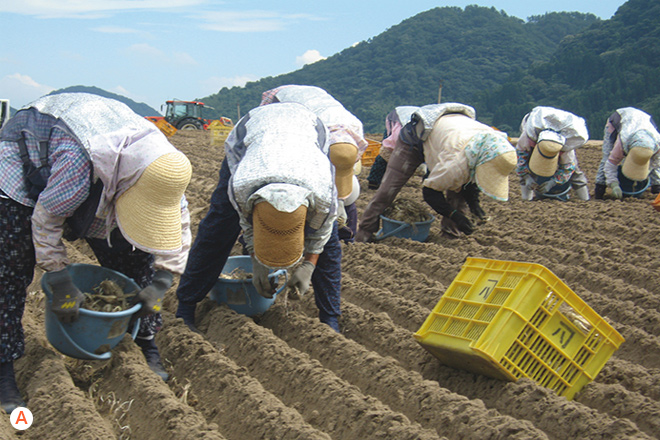 植え付けの様子